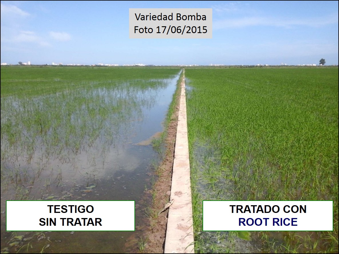 Comparación de las plantas de arroz tratadas con ROOT RICE frente a Testigo